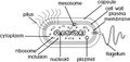 Coloring page with bacterial cell structure. Prokaryotic cell with nucleoid